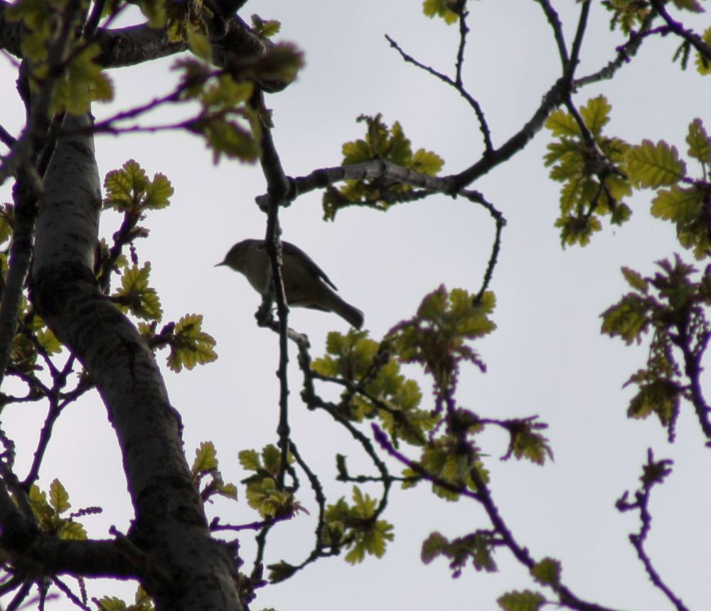 Poecile palustris?  S, ma...in compagnia